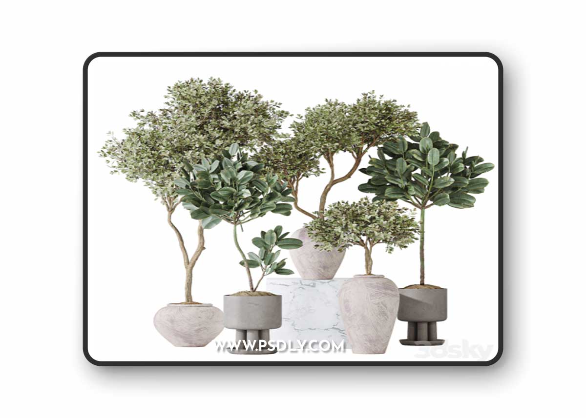 Elastica Abidjan Melany and Mission Olive Tree Vase 18