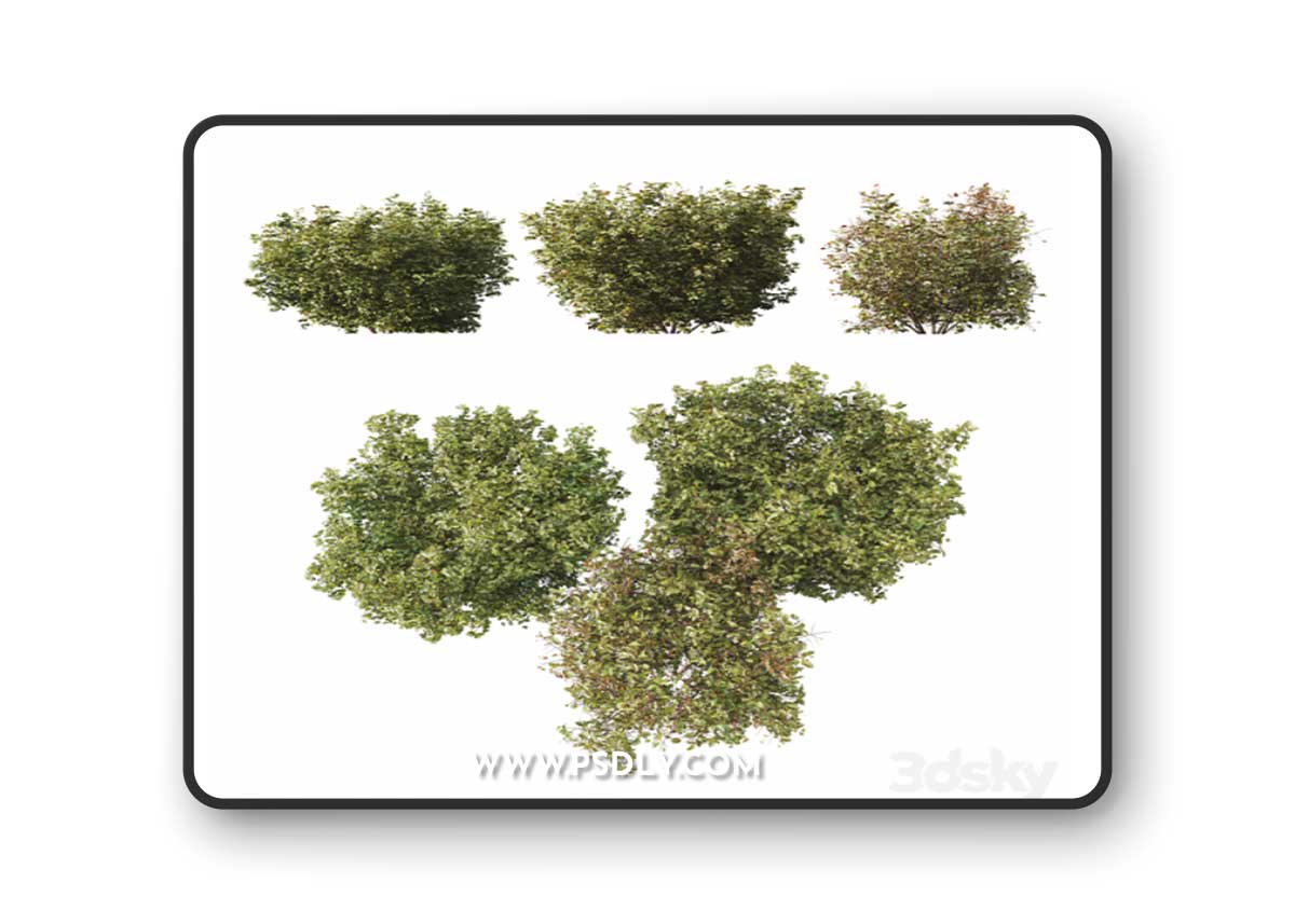 HQ Plants Cornus sanguinea 3D Model