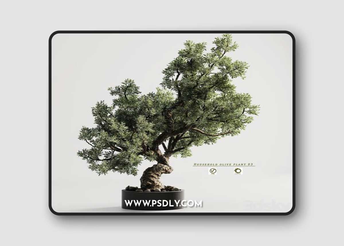 Household olive plant 03 3D Model