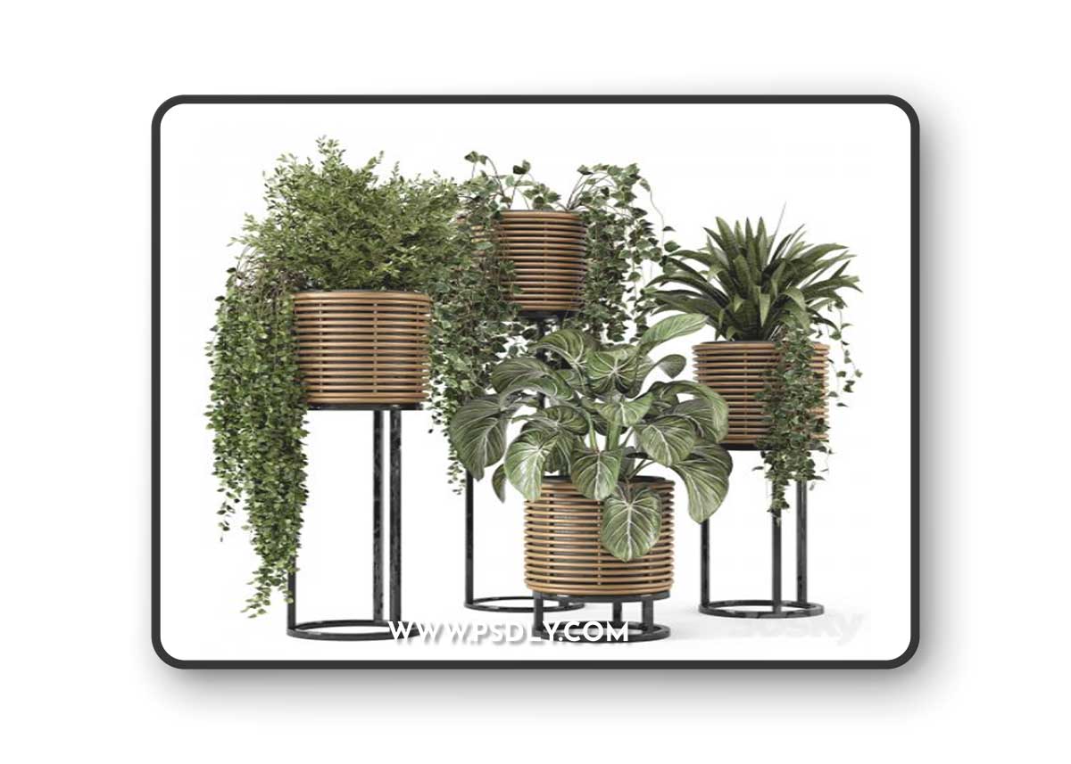 Indoor Plants in natural rattan Pot on Metal Base - Set 592