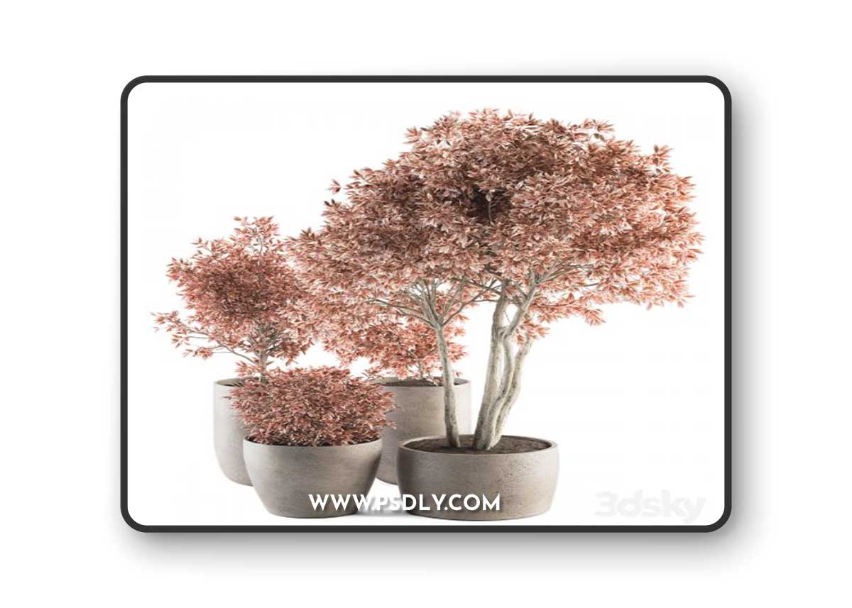 Outdoor Plant Set 359 - Pink Plant Set in Concrete Pot