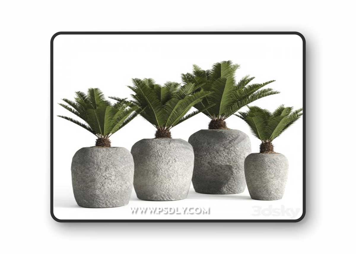 Restoration Hardware Cantera Planters With Sago Palm