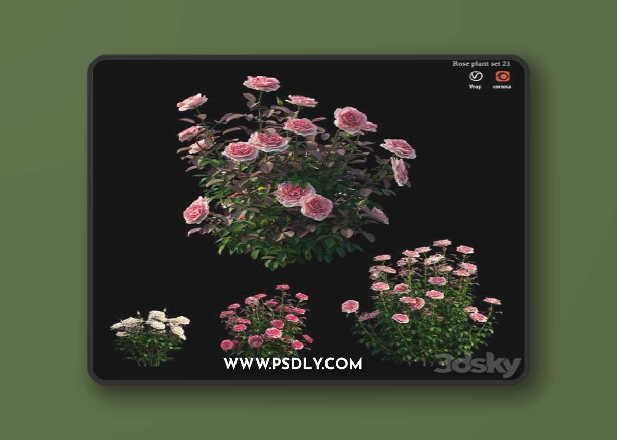 Rose plant set 21 3D Model