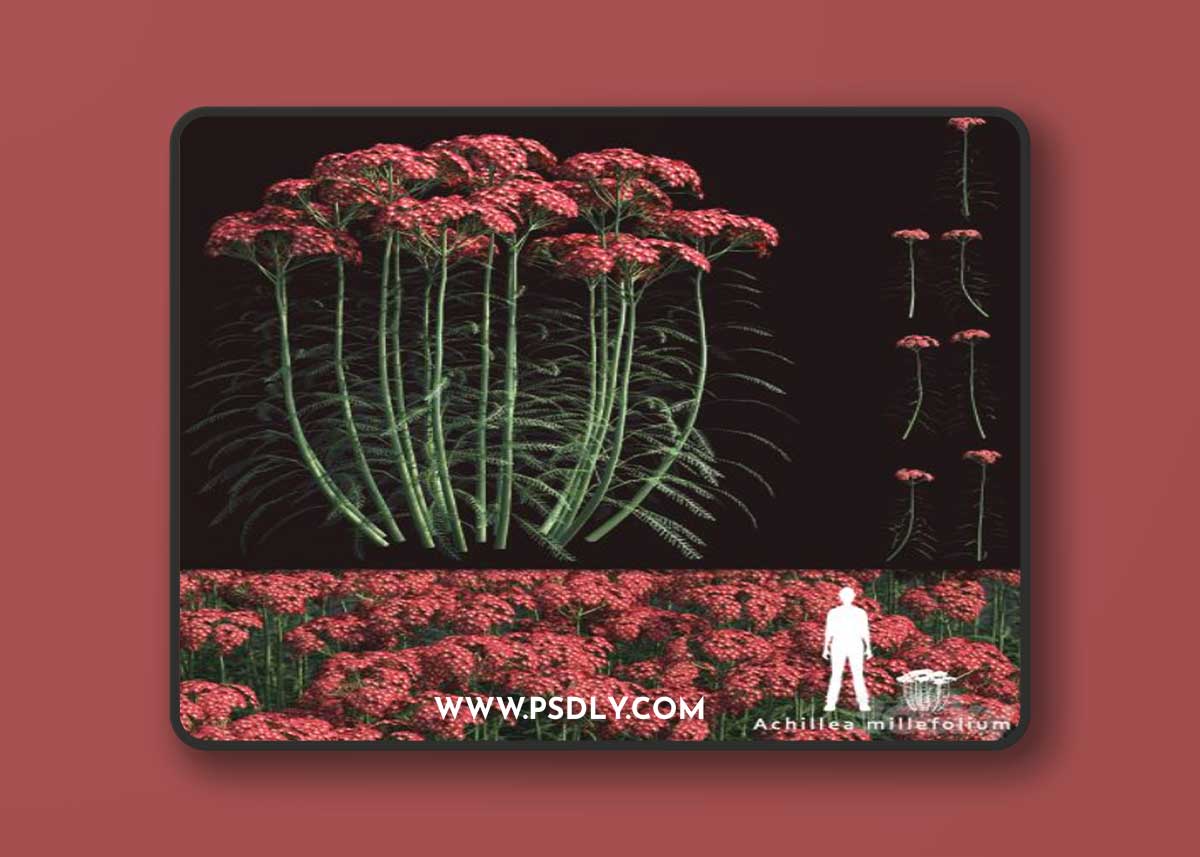 Yarrow flowers | Achillea millefolium