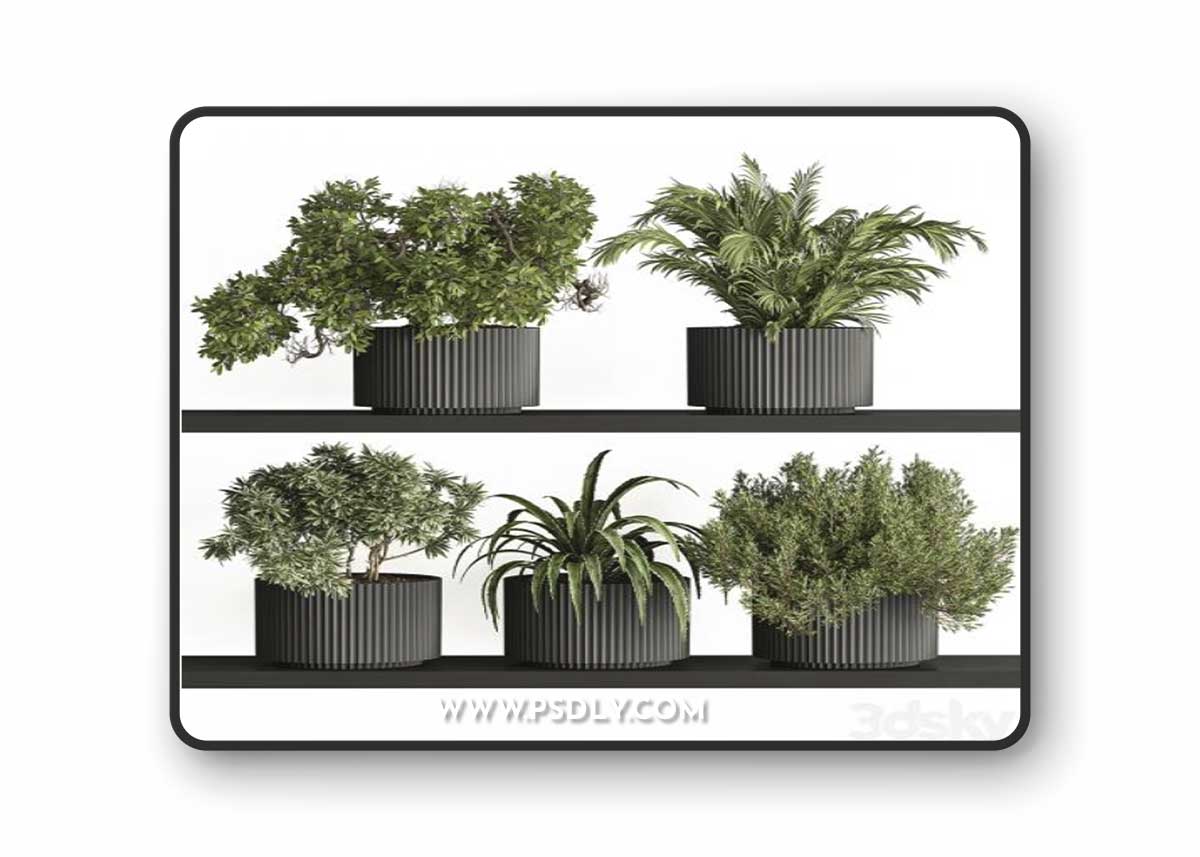 indoor Plant Set 402 - Small Plant pot