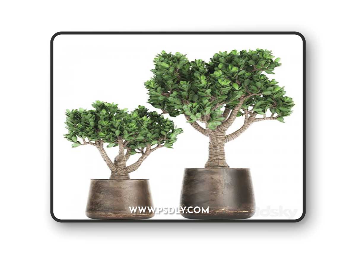 Collection of plants in metal pots with flower Crassula. Set 930