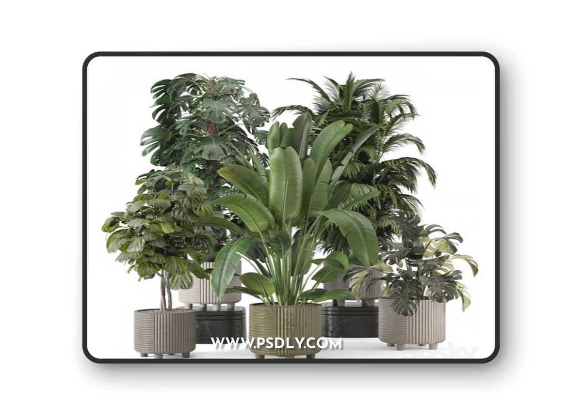 Indoor Planters in Cecilia Ficonstone Pot - Set 969