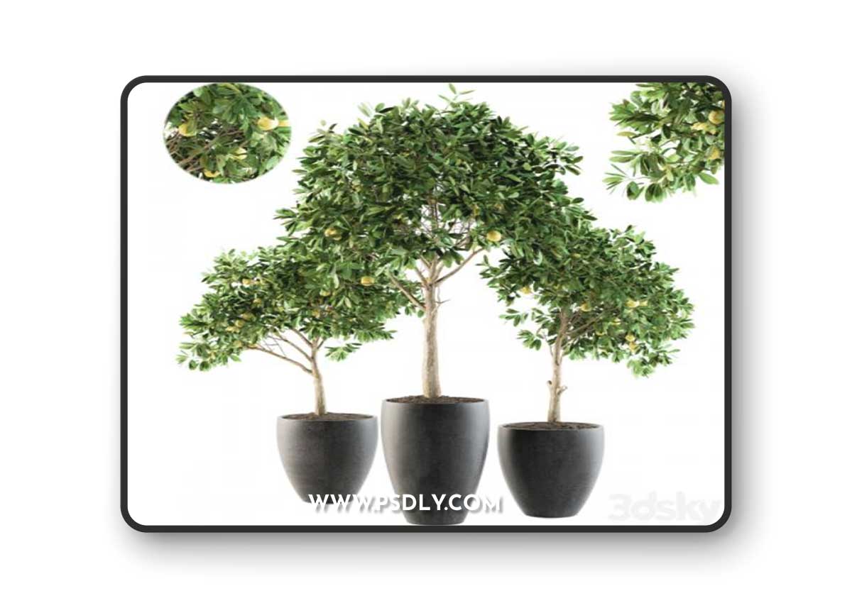 Outdoor Plants lemon tree - Set 97