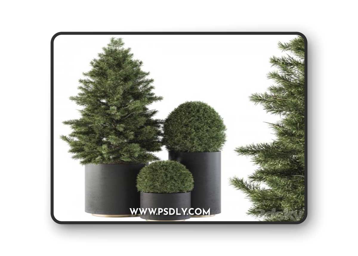 Outdoor Plants tree in Concrete Pot - Set 110