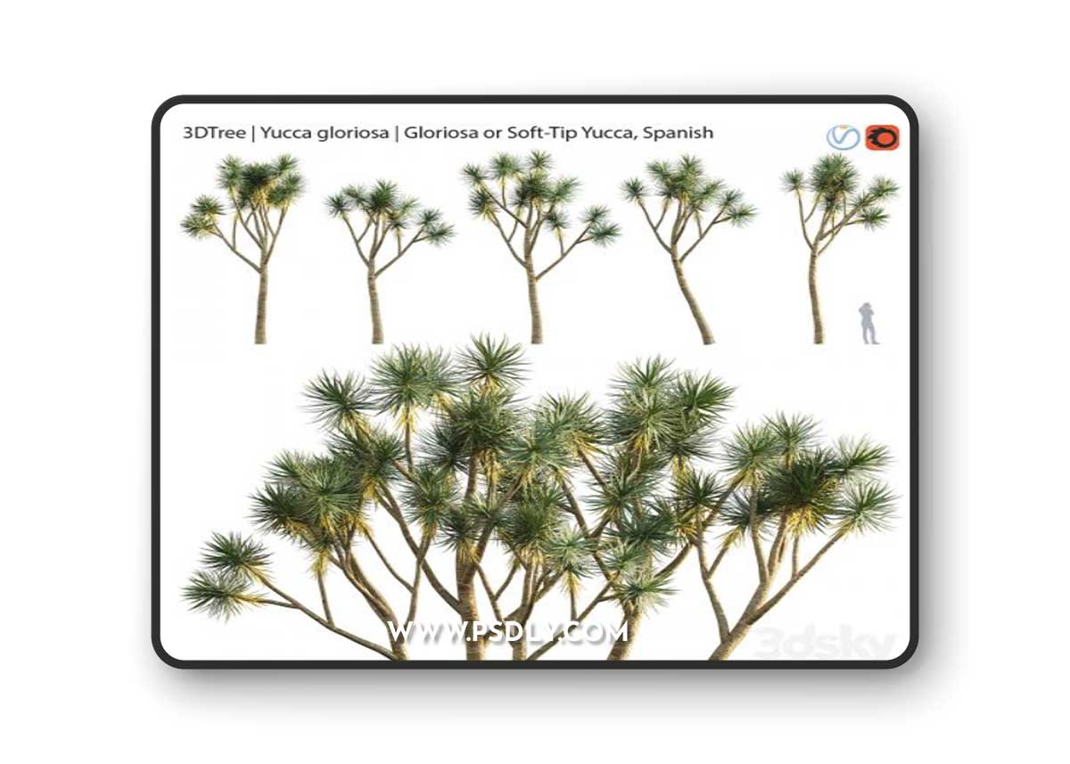Yucca gloriosa | Gloriosa or Soft-Tip Yucca, Spanish