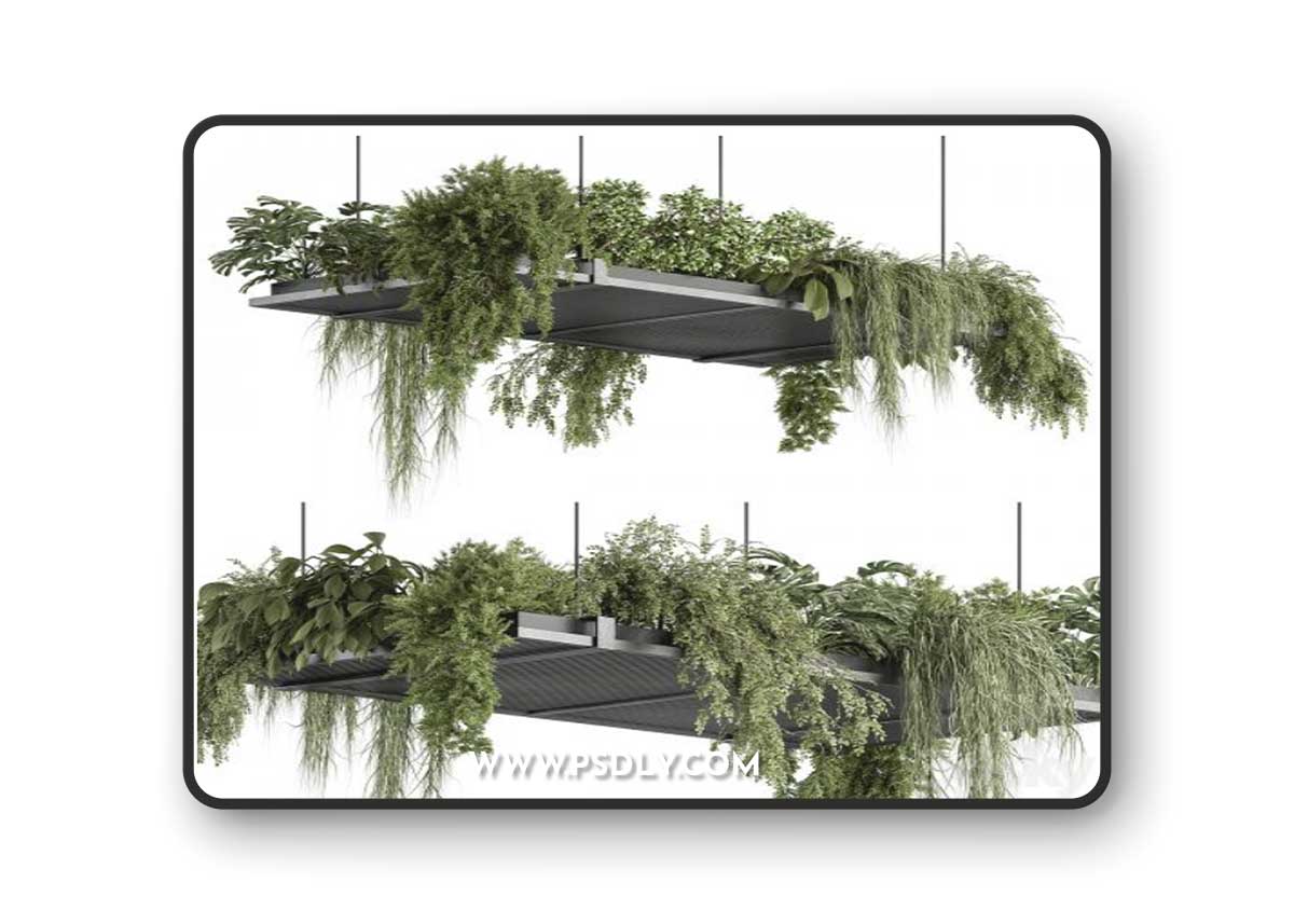 indoor Plant 443 - Hanging Plants