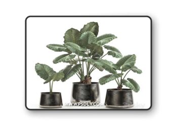 A collection of beautiful lush exotic flowers in black metal pots Alokasia. Set 881
