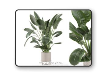Indoor Plants in Ferm Living Bau Pot Large - Set 765