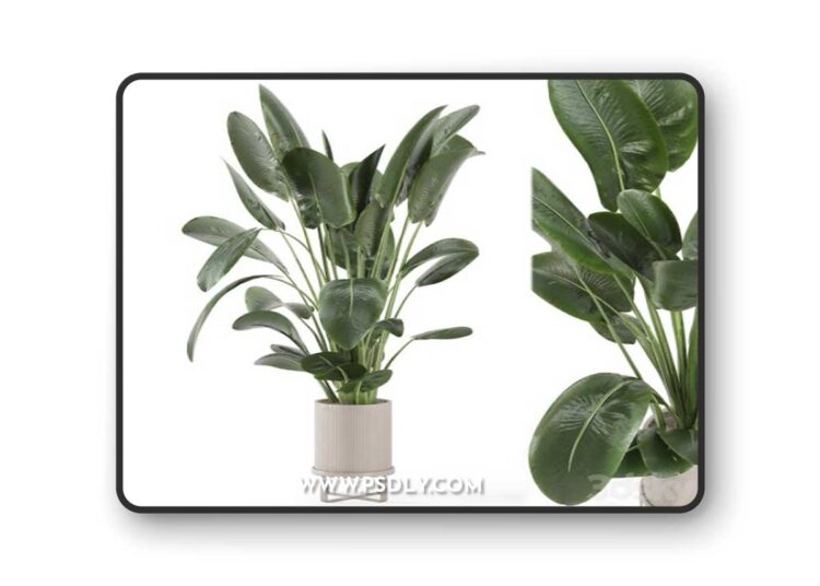 Indoor Plants in Ferm Living Bau Pot Large - Set 765