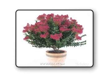 Lagerstroemia indica 3D Model