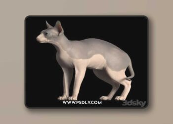 Sphynx cat 3D Model