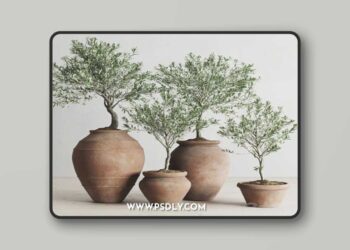 Olive European In Antique Clay Vessels