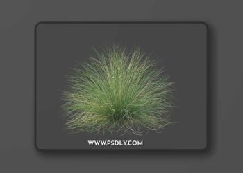 CGTrader - XfrogPlants Red Fescue - Festuca Rubra 3D Model