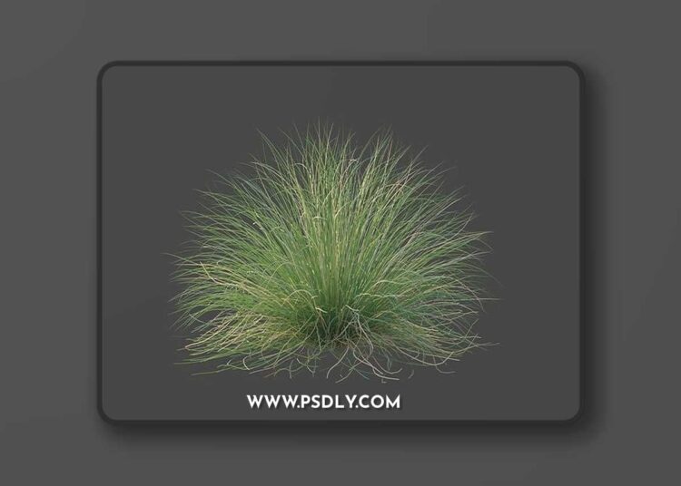 CGTrader - XfrogPlants Red Fescue - Festuca Rubra 3D Model