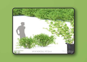 Gooseberry bushes | Gooseberry