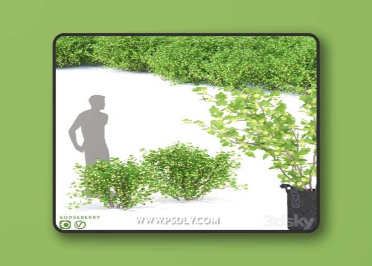Gooseberry bushes | Gooseberry