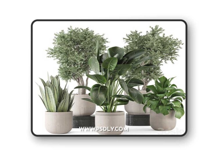 Indoor Plants in rusty Concrete Pot - Set 921