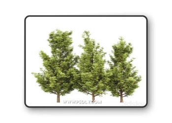 Leyland cypress - leylandi