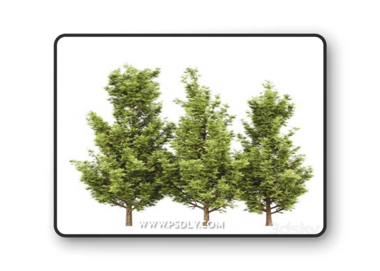 Leyland cypress - leylandi