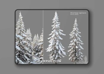 Winter Norway Spruce 02 3D Model