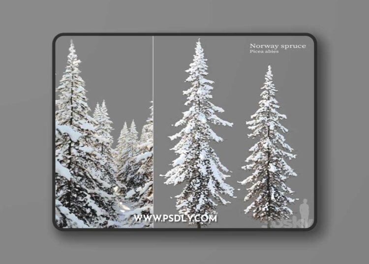 Winter Norway Spruce 02 3D Model