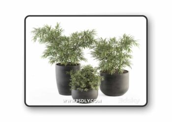 indoor Plant Set 253 - Plants Set in pot
