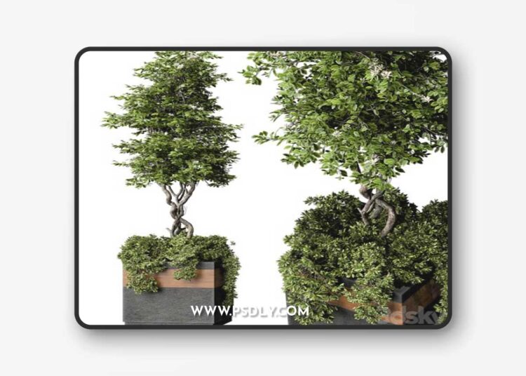 Outdoor Plant Set 01 3D Model