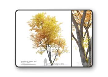 Autumn American beech 3D Model