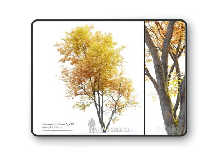 Autumn American beech 3D Model