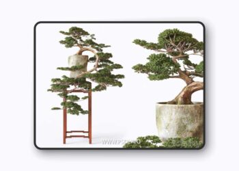 Bonsai 3D Model