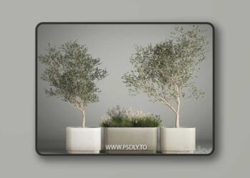 Collection of plants decorative olive trees in outdoor flowerpots for the interior with bushes in pots. 1122