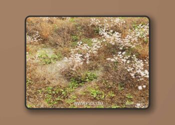 Dry meadow 3D Model
