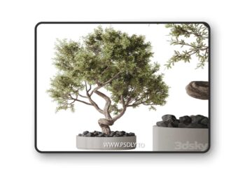HQ HousePlants Ficus Retusa Microcarpa Bonsai Ginseng06