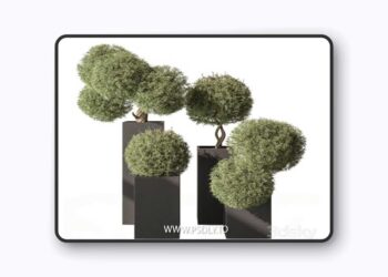 Topiary Plant in Box - Outdoor Plants 445