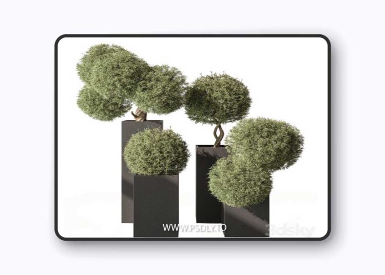 Topiary Plant in Box - Outdoor Plants 445