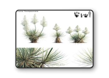 Yucca Thompsoniana | Beaked yucca flower