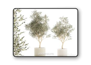 Beautiful small ornamental olive trees in a modern pot. Set of plants 1229