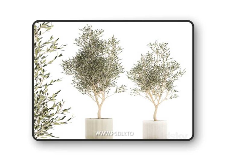 Beautiful small ornamental olive trees in a modern pot. Set of plants 1229