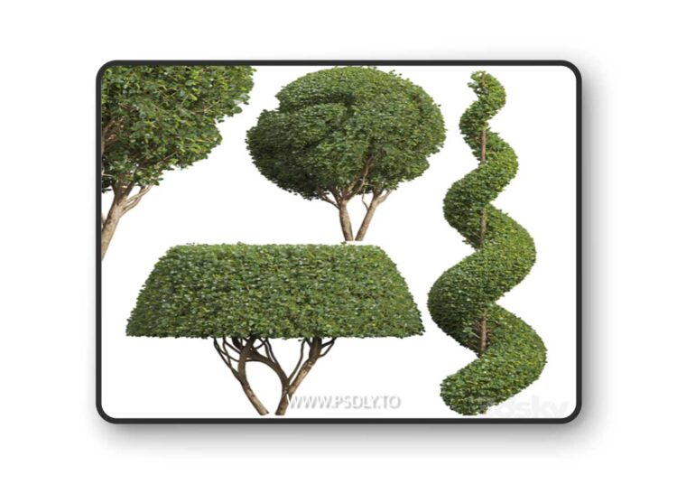 Ficus Concinna Bonsai Pruned-3 trees