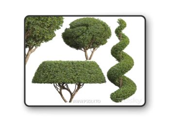 Ficus Concinna Bonsai Pruned-3 trees