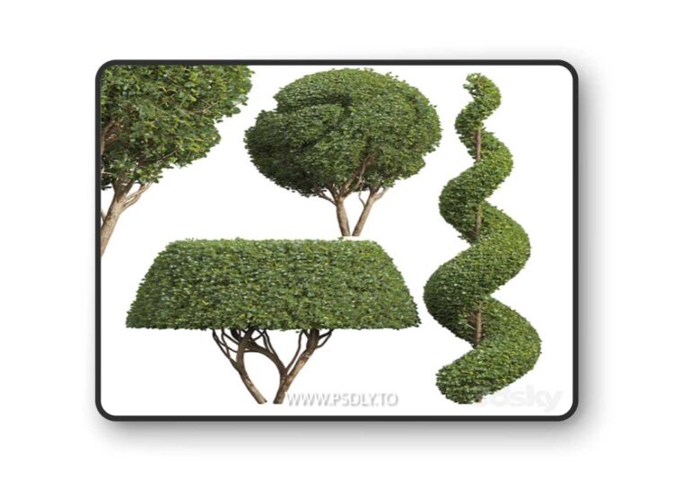 Ficus Concinna Bonsai Pruned-3 trees