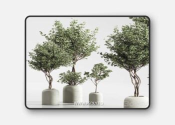 Indoor Plant 09 3D Model