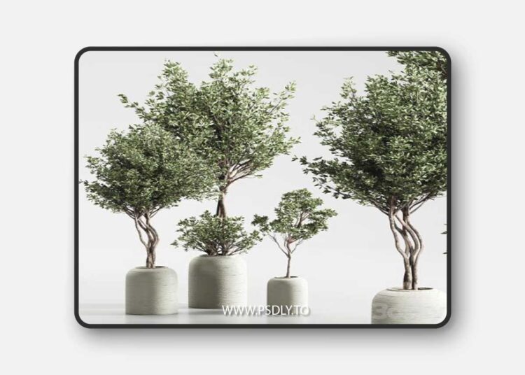 Indoor Plant 09 3D Model