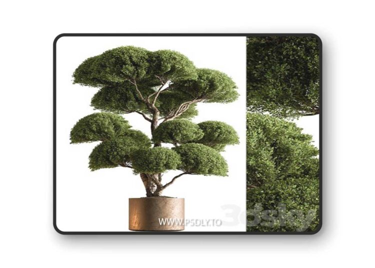 Indoor Plant 638 Topiary Ball 3D Model