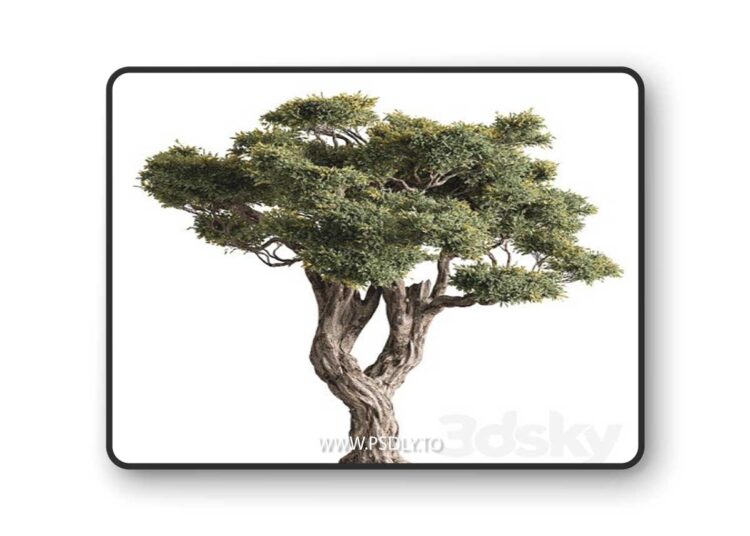 Ola Tree Set 294 3D Model